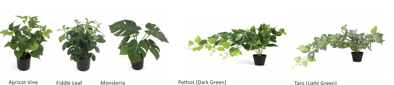 DD_Plant_Options-3.png